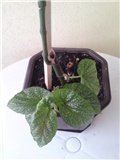 begonia